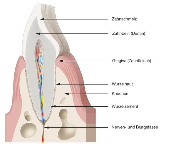 Parodontologie - Gesundes Zahnfleisch